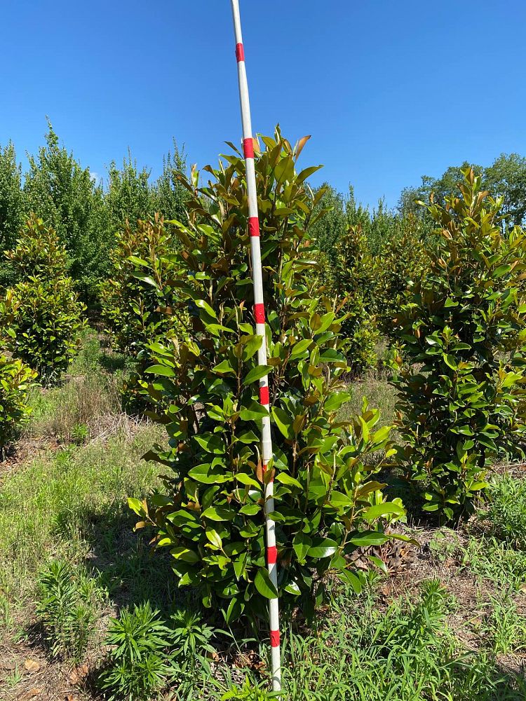 magnolia-grandiflora-claudia-wannamaker-southern-magnolia
