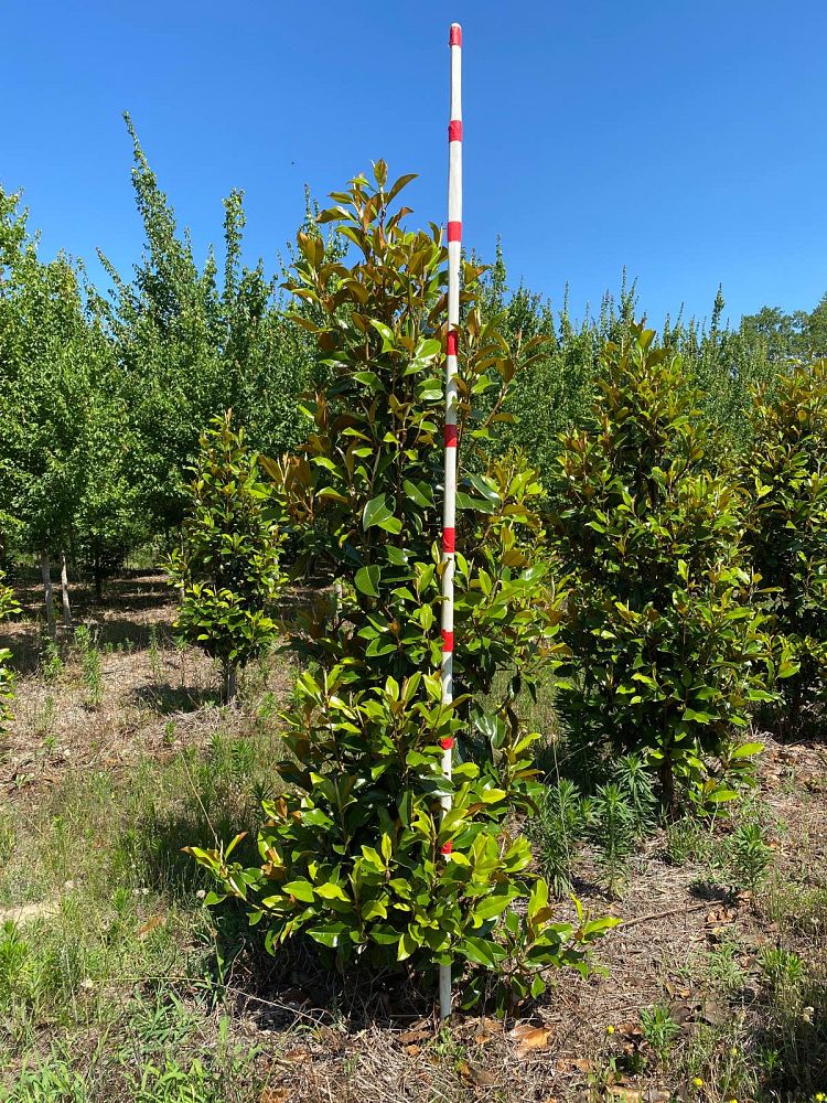 magnolia-grandiflora-claudia-wannamaker-southern-magnolia