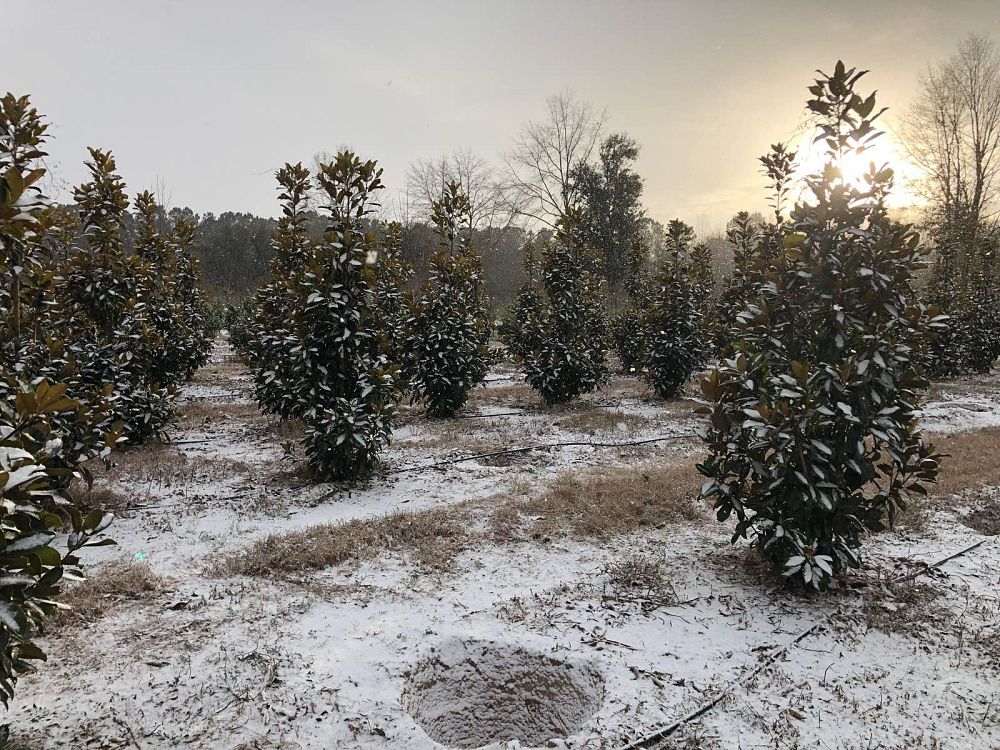 magnolia-grandiflora-claudia-wannamaker-southern-magnolia