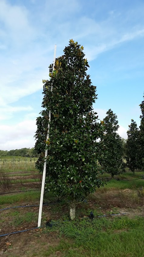 magnolia-grandiflora-claudia-wannamaker-southern-magnolia