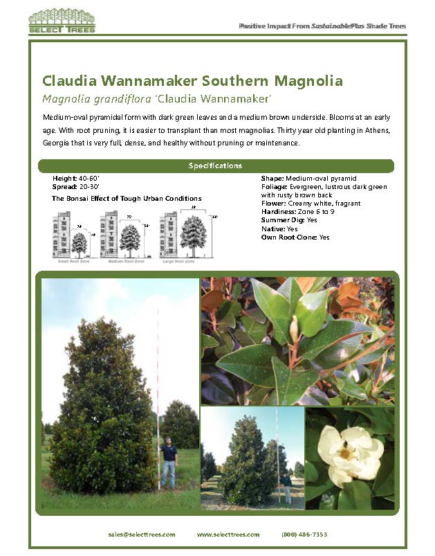 magnolia-grandiflora-claudia-wannamaker-southern-magnolia