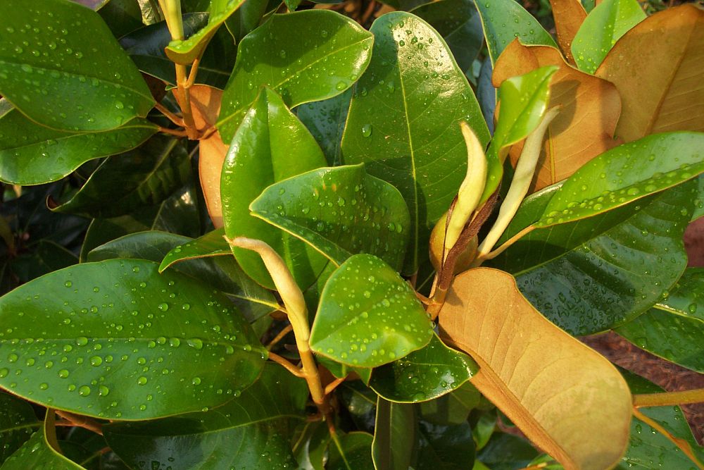 magnolia-grandiflora-claudia-wannamaker-southern-magnolia