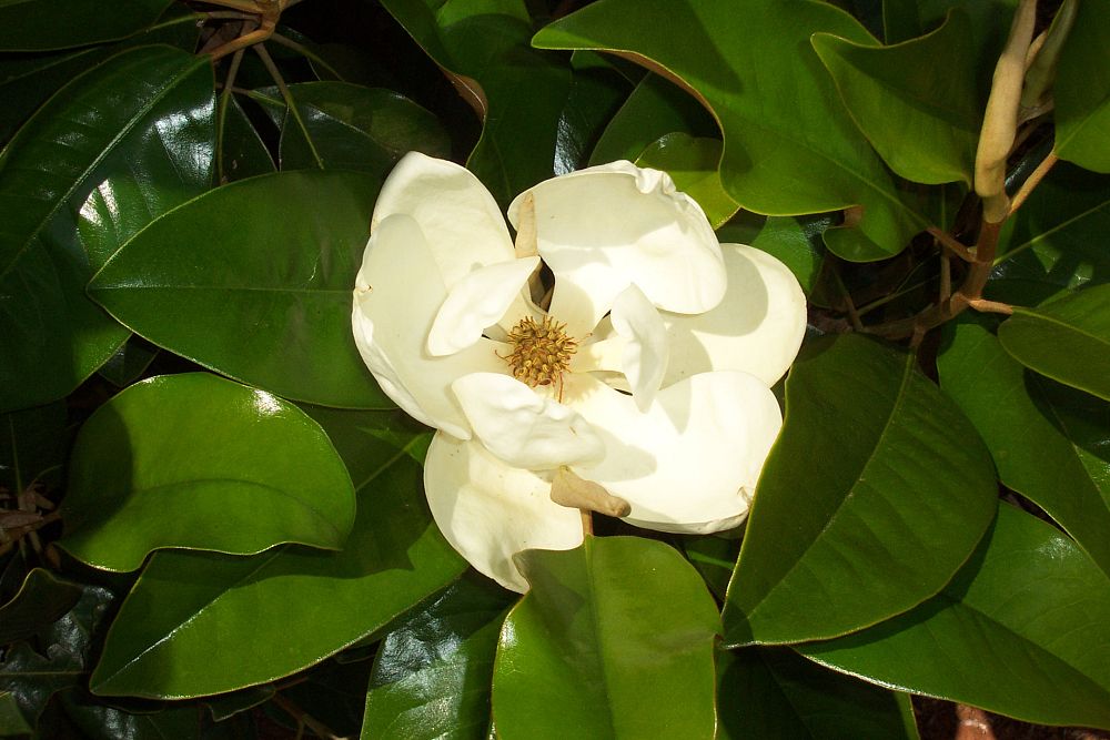 magnolia-grandiflora-claudia-wannamaker-southern-magnolia