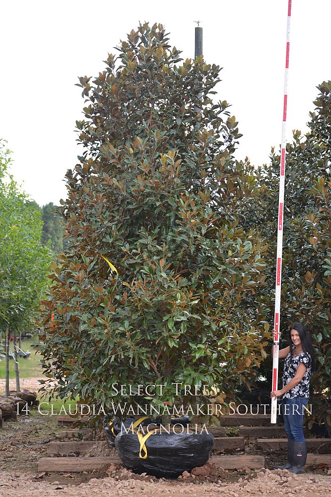 magnolia-grandiflora-claudia-wannamaker-southern-magnolia