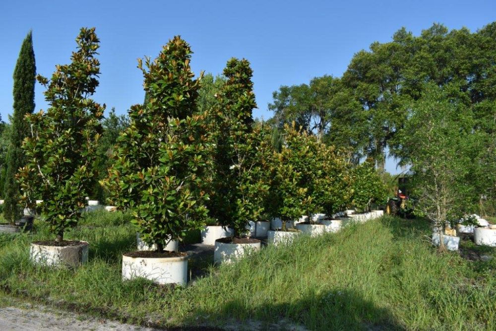 magnolia-grandiflora-claudia-wannamaker-southern-magnolia