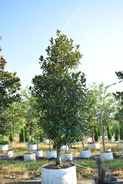 magnolia-grandiflora-claudia-wannamaker-southern-magnolia