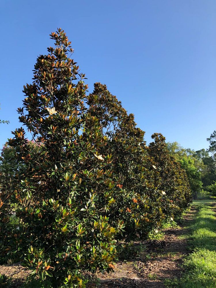 magnolia-grandiflora-claudia-wannamaker-southern-magnolia