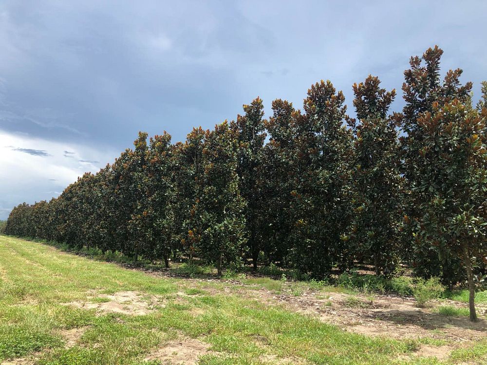 magnolia-grandiflora-claudia-wannamaker-southern-magnolia