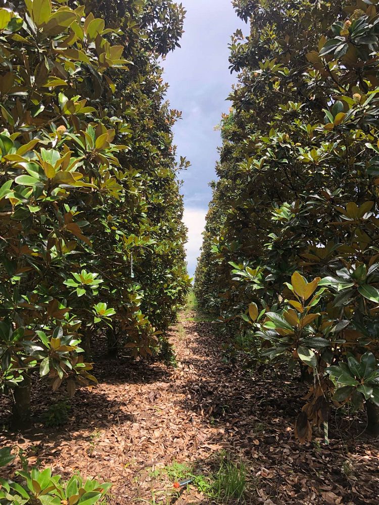 magnolia-grandiflora-claudia-wannamaker-southern-magnolia