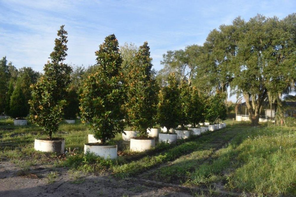 magnolia-grandiflora-claudia-wannamaker-southern-magnolia
