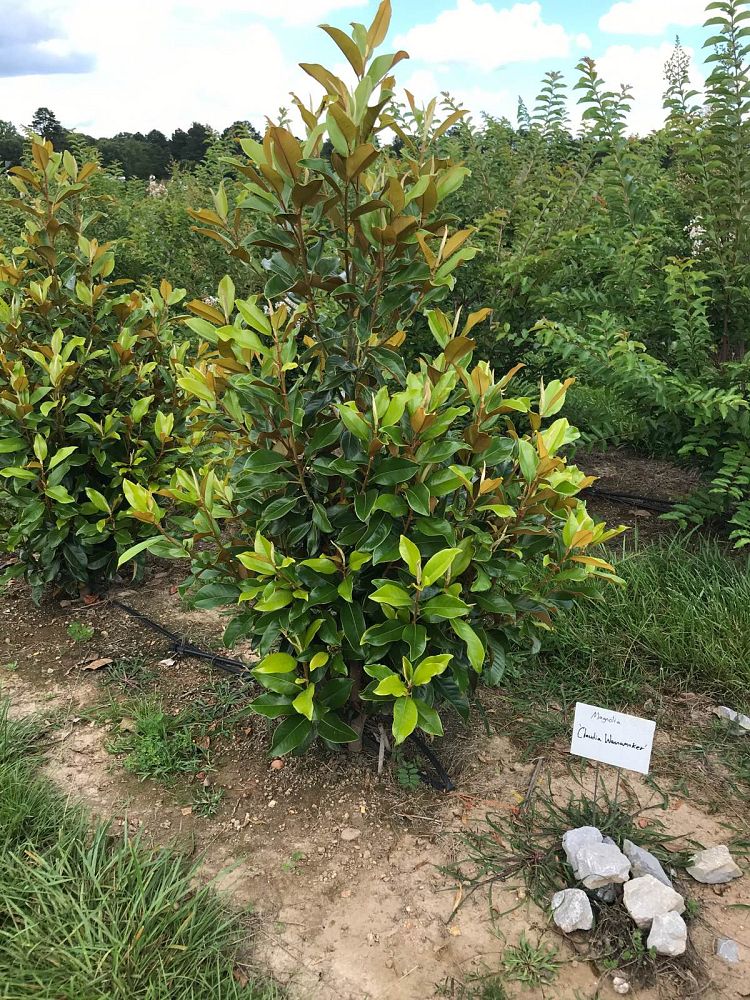 magnolia-grandiflora-claudia-wannamaker-southern-magnolia