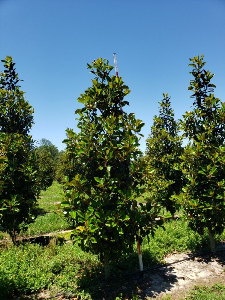magnolia-grandiflora-claudia-wannamaker-southern-magnolia