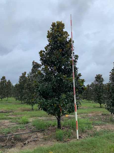 magnolia-grandiflora-claudia-wannamaker-southern-magnolia