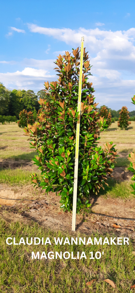 magnolia-grandiflora-claudia-wannamaker-southern-magnolia
