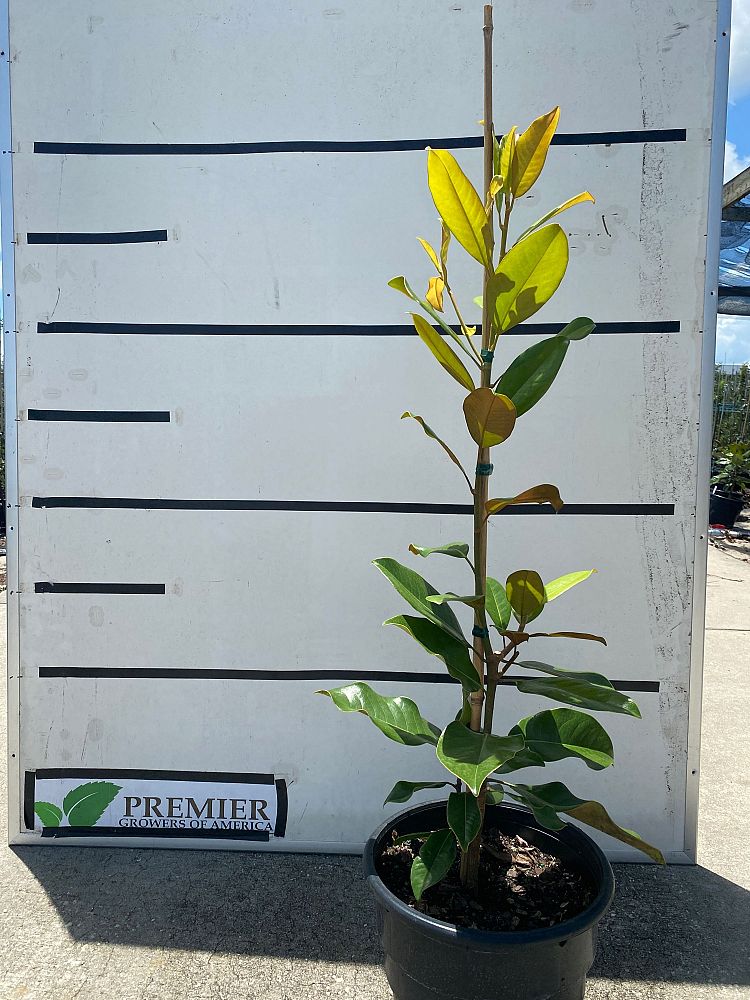 magnolia-grandiflora-claudia-wannamaker-southern-magnolia