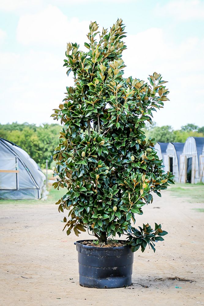 magnolia-grandiflora-claudia-wannamaker-southern-magnolia