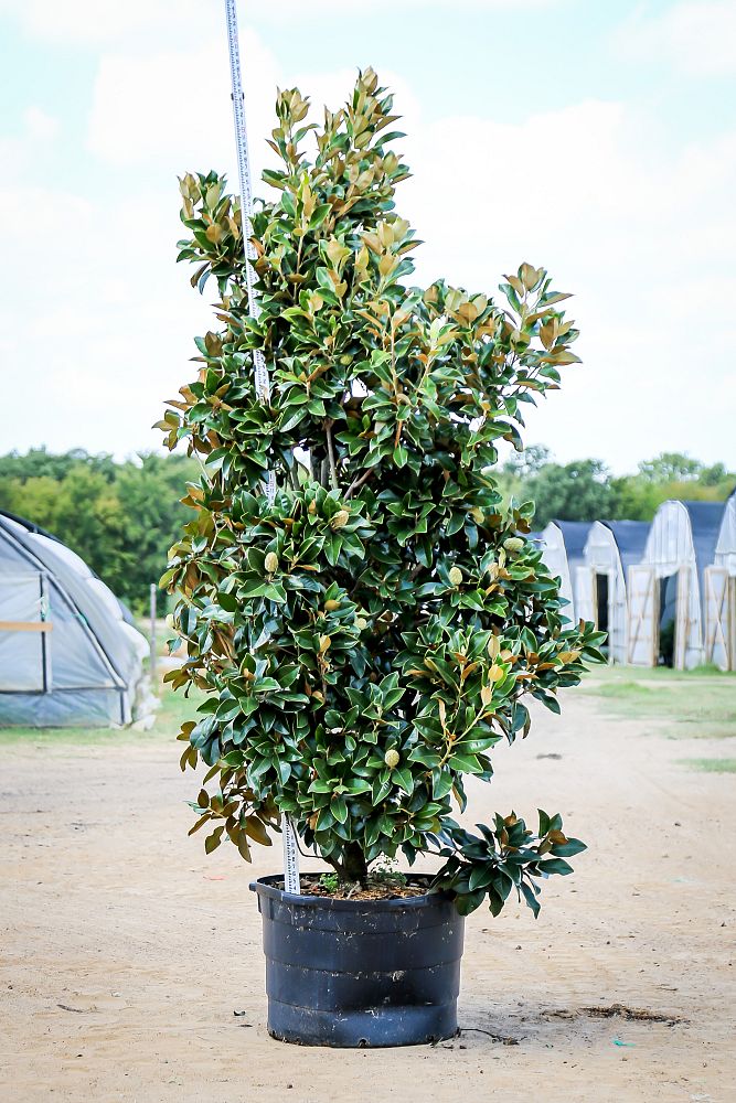 magnolia-grandiflora-claudia-wannamaker-southern-magnolia