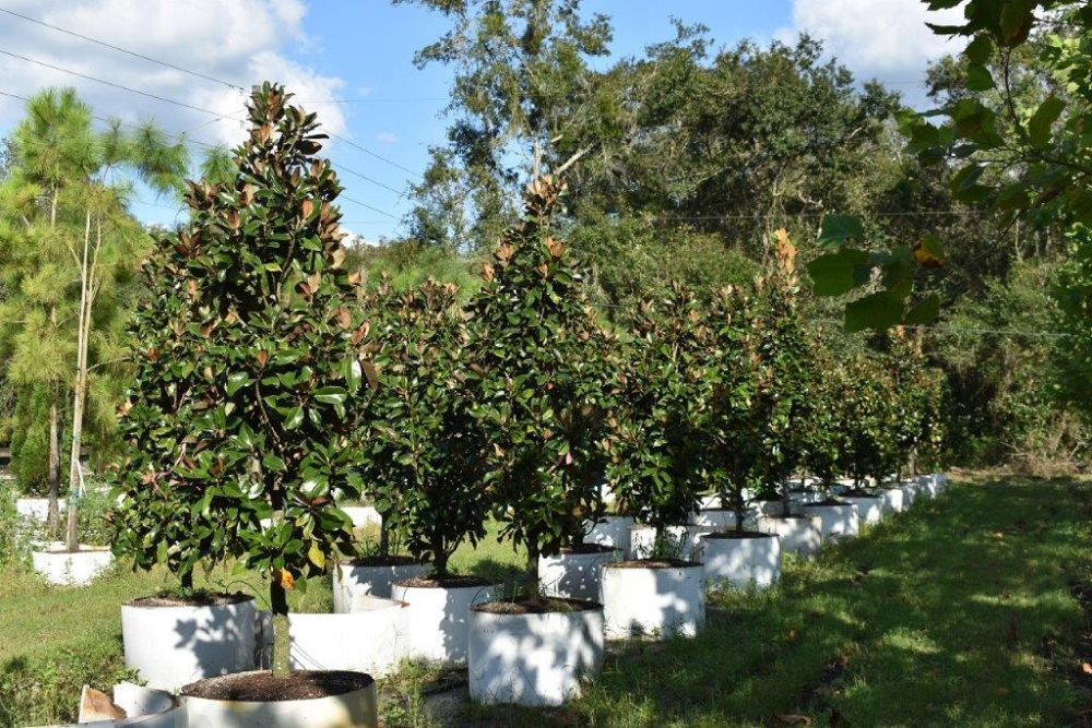 magnolia-grandiflora-claudia-wannamaker-southern-magnolia