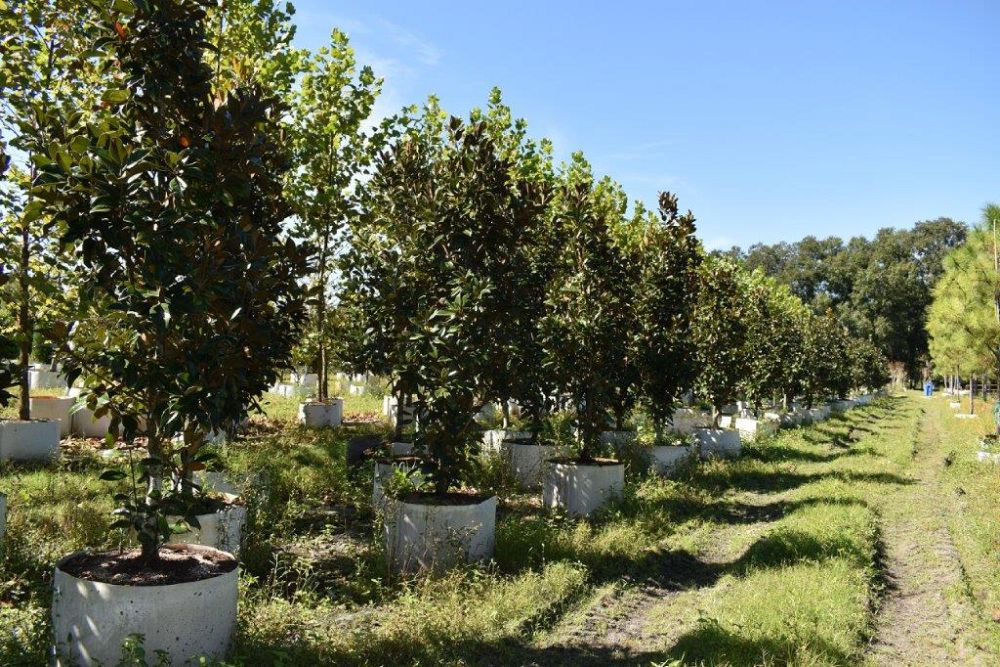 magnolia-grandiflora-claudia-wannamaker-southern-magnolia