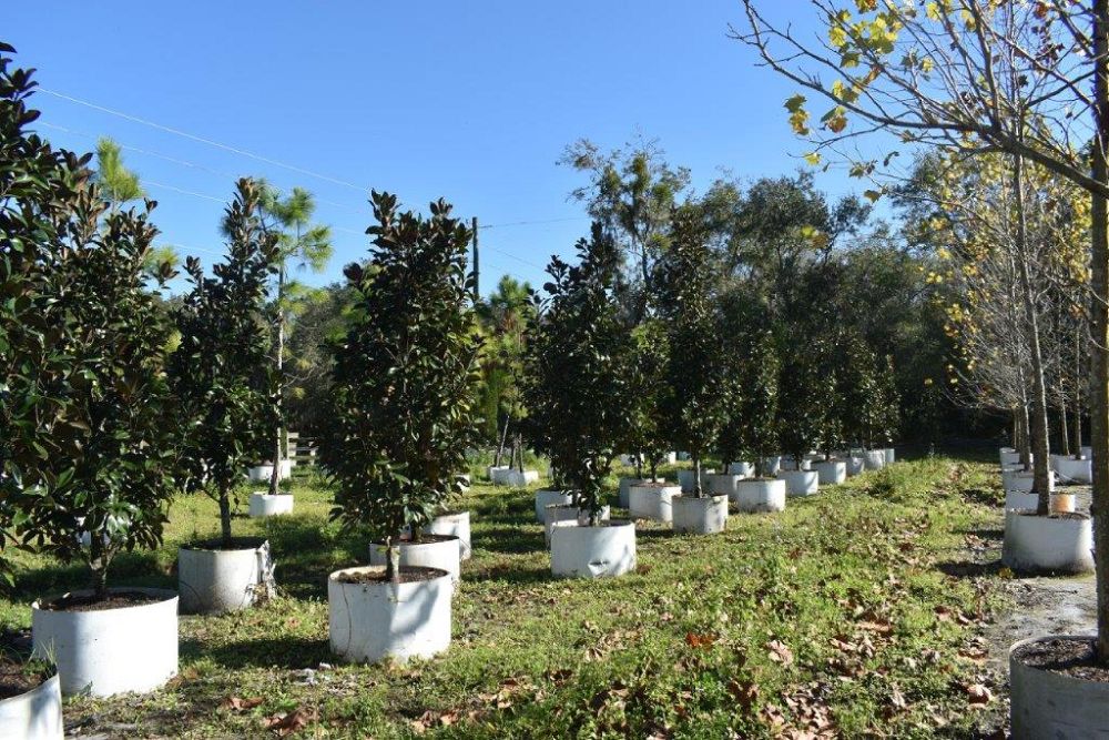magnolia-grandiflora-claudia-wannamaker-southern-magnolia