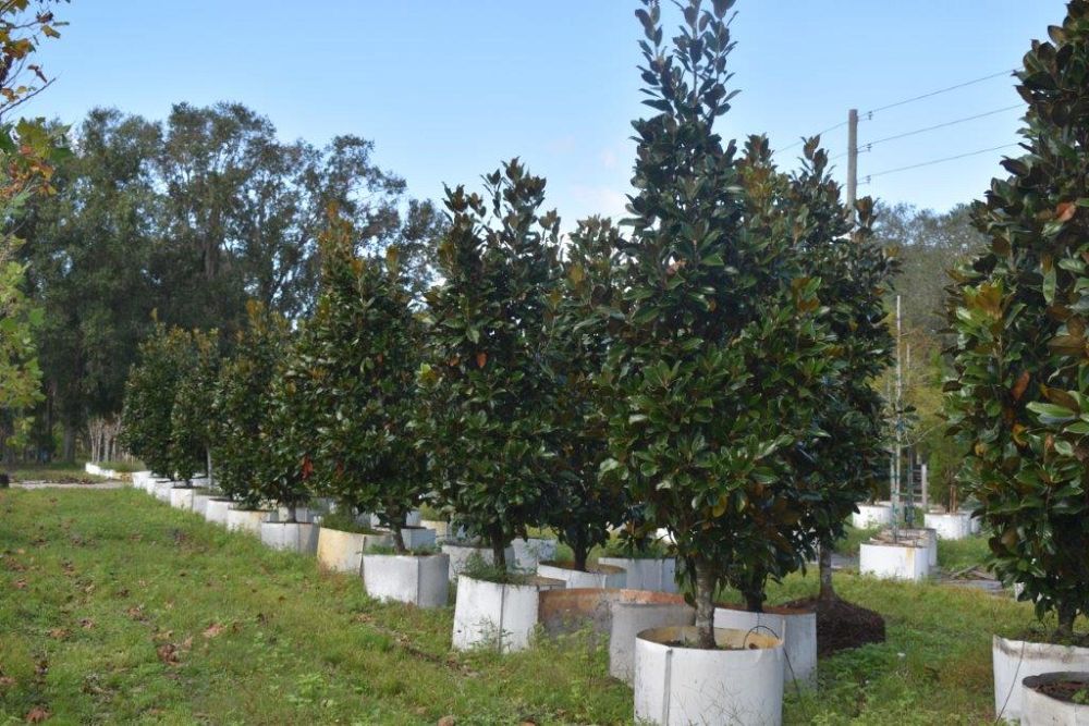 magnolia-grandiflora-claudia-wannamaker-southern-magnolia
