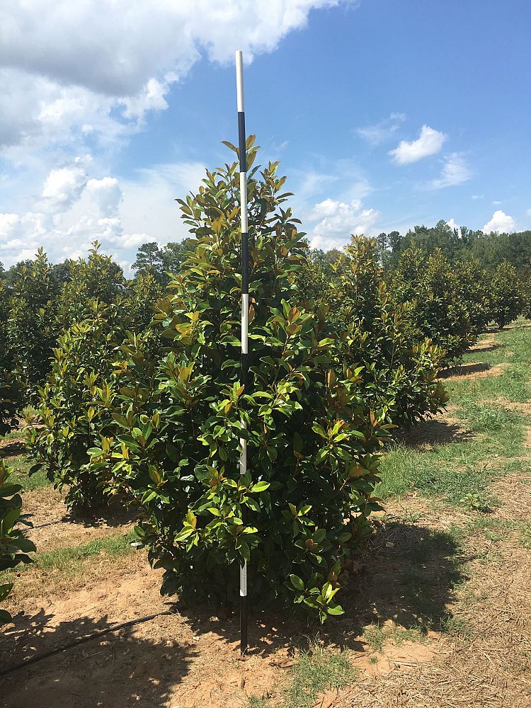 magnolia-grandiflora-claudia-wannamaker-southern-magnolia