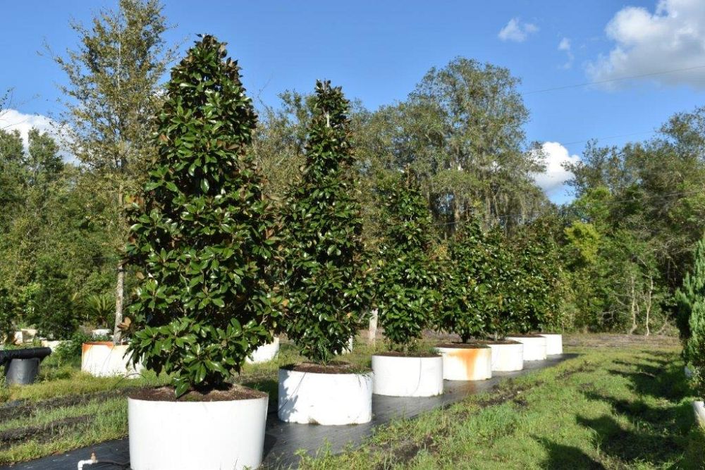 magnolia-grandiflora-claudia-wannamaker-southern-magnolia