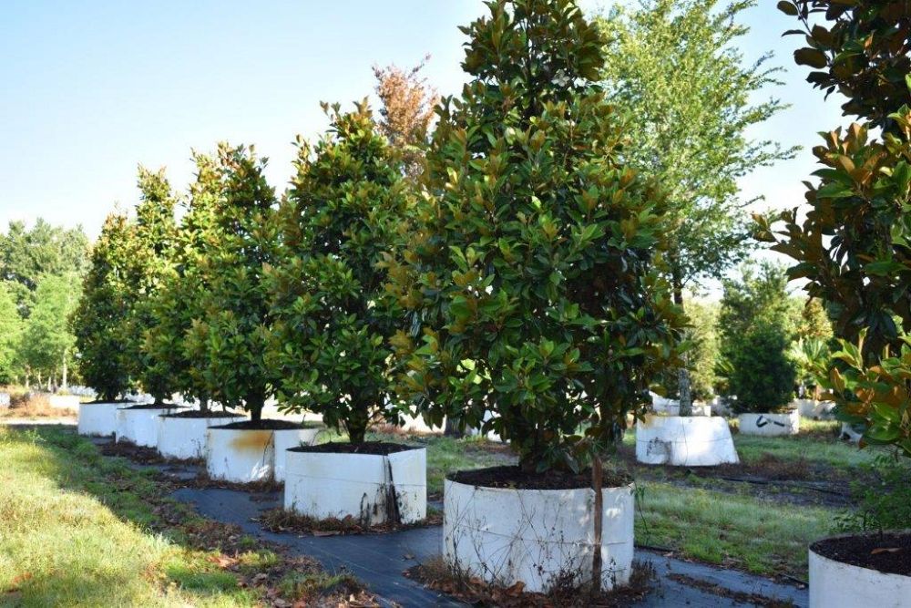 magnolia-grandiflora-claudia-wannamaker-southern-magnolia