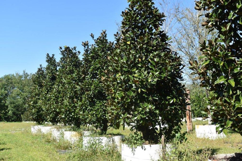 magnolia-grandiflora-claudia-wannamaker-southern-magnolia