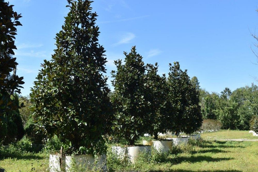 magnolia-grandiflora-claudia-wannamaker-southern-magnolia