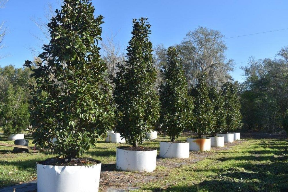 magnolia-grandiflora-claudia-wannamaker-southern-magnolia