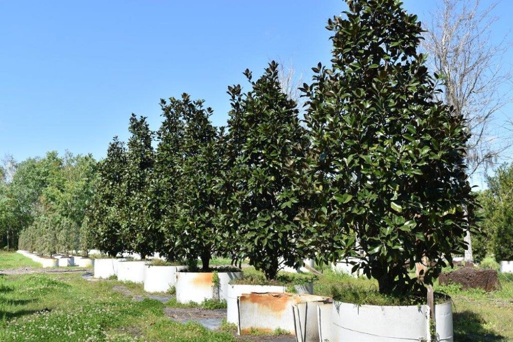 magnolia-grandiflora-claudia-wannamaker-southern-magnolia