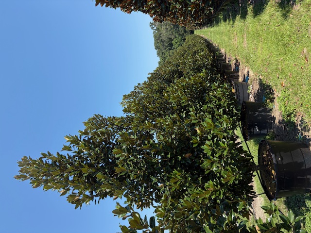 magnolia-grandiflora-claudia-wannamaker-southern-magnolia