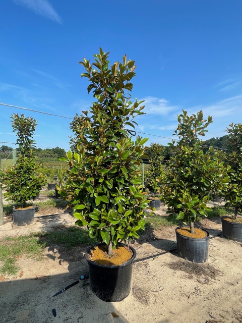 magnolia-grandiflora-claudia-wannamaker-southern-magnolia