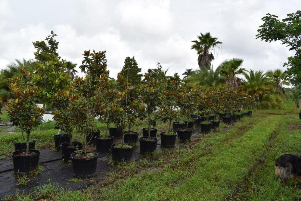 magnolia-grandiflora-claudia-wannamaker-southern-magnolia