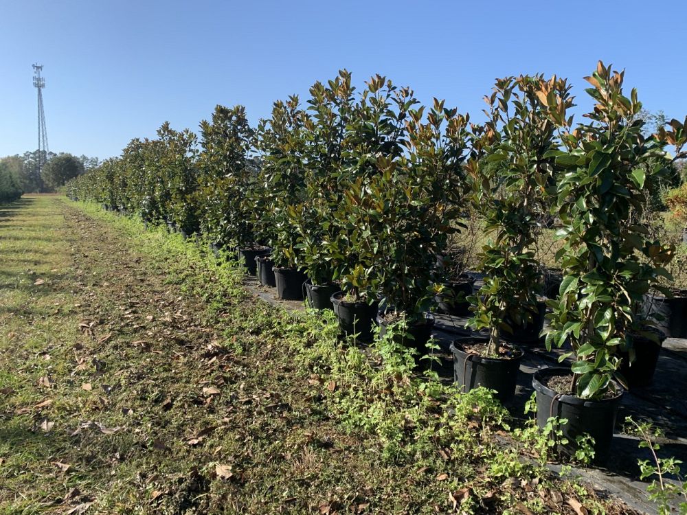 magnolia-grandiflora-claudia-wannamaker-southern-magnolia