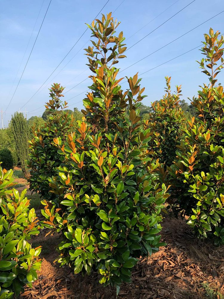 magnolia-grandiflora-claudia-wannamaker-southern-magnolia