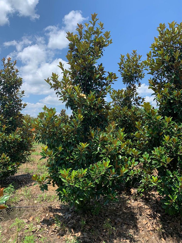magnolia-grandiflora-claudia-wannamaker-southern-magnolia