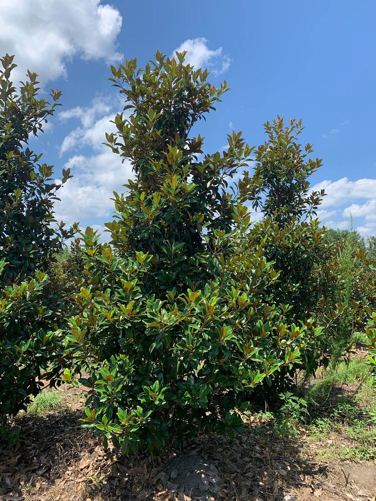 magnolia-grandiflora-claudia-wannamaker-southern-magnolia