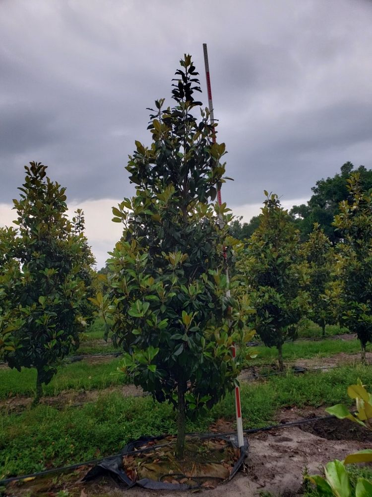 magnolia-grandiflora-claudia-wannamaker-southern-magnolia