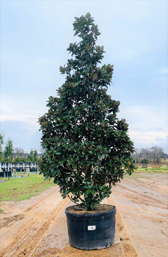 magnolia-grandiflora-claudia-wannamaker-southern-magnolia