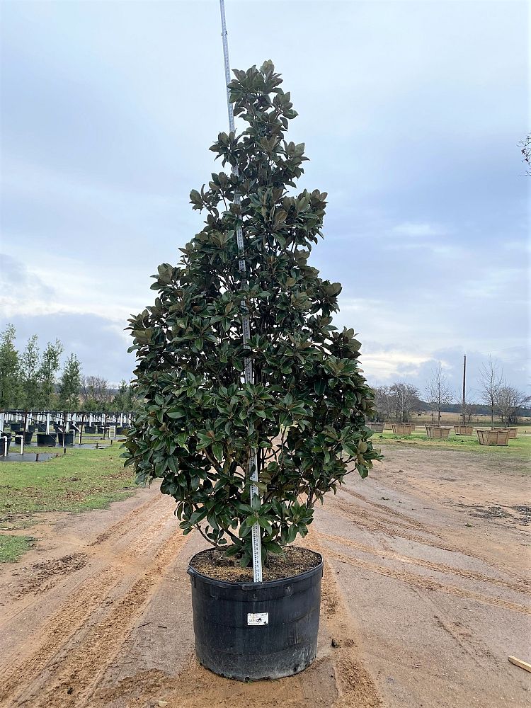 magnolia-grandiflora-claudia-wannamaker-southern-magnolia