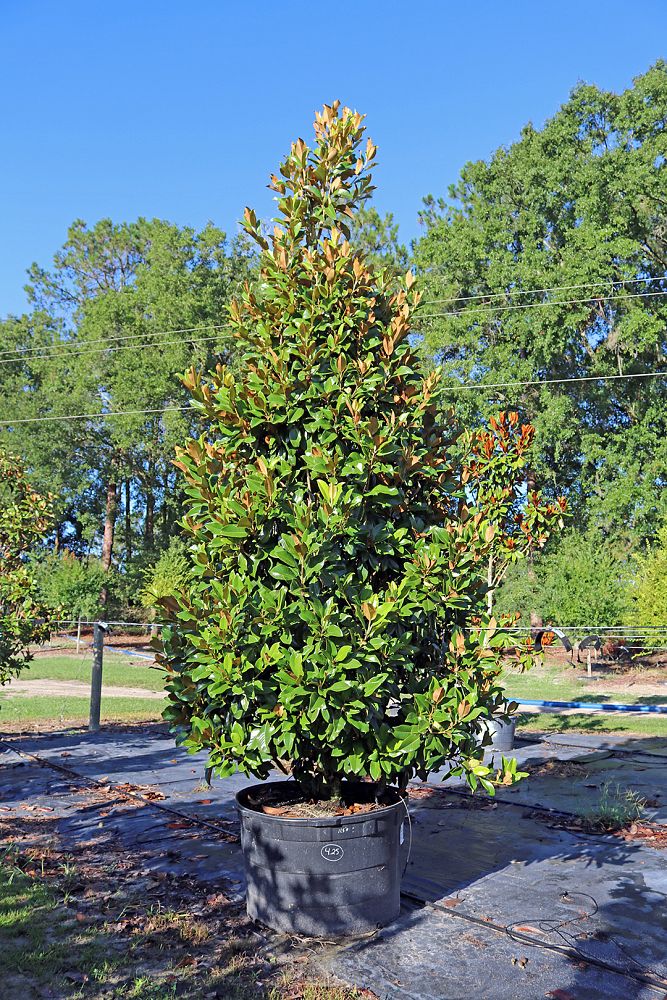magnolia-grandiflora-claudia-wannamaker-southern-magnolia