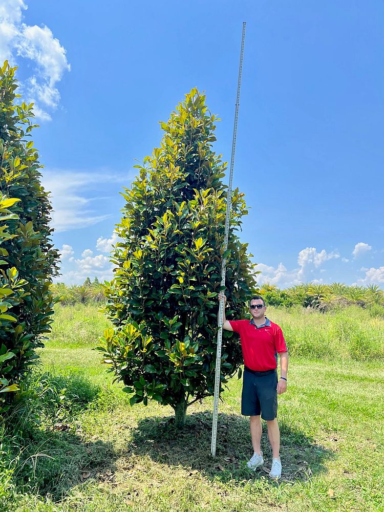 magnolia-grandiflora-claudia-wannamaker-southern-magnolia