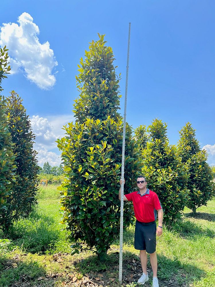 magnolia-grandiflora-claudia-wannamaker-southern-magnolia