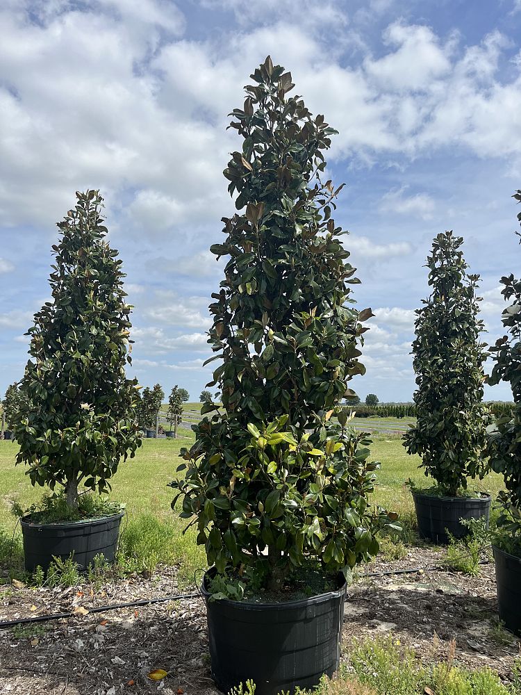 magnolia-grandiflora-claudia-wannamaker-southern-magnolia