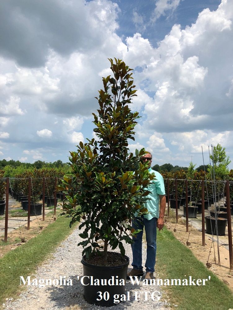 magnolia-grandiflora-claudia-wannamaker-southern-magnolia