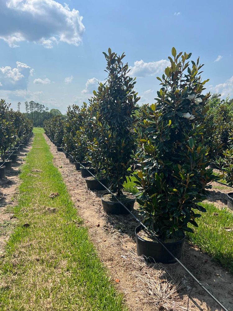 magnolia-grandiflora-claudia-wannamaker-southern-magnolia