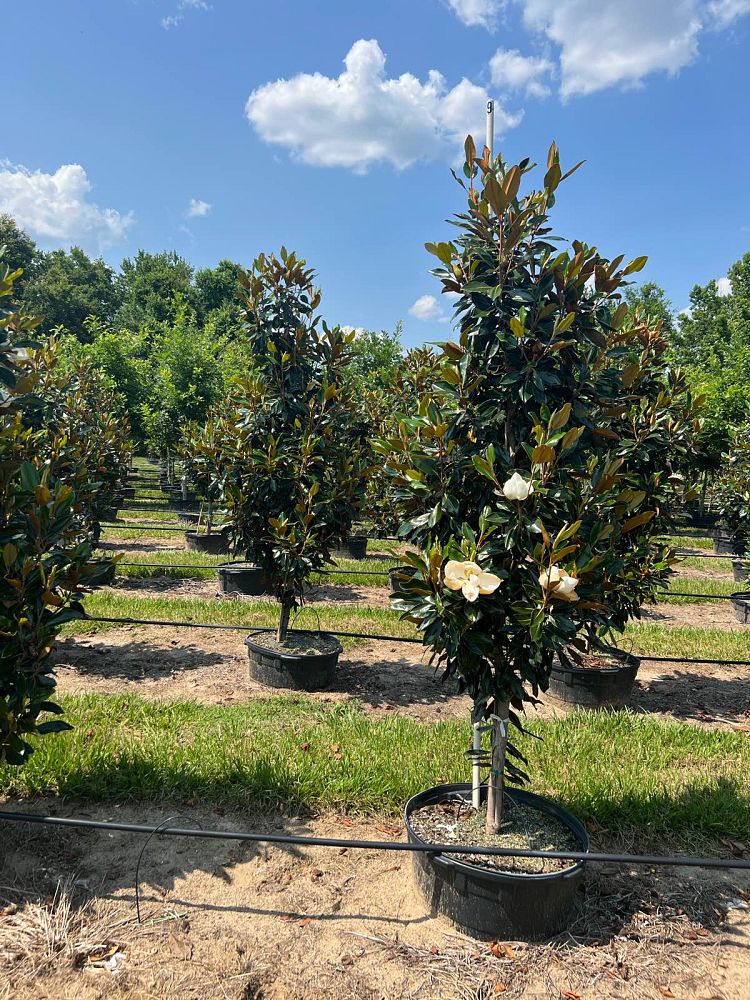 magnolia-grandiflora-claudia-wannamaker-southern-magnolia