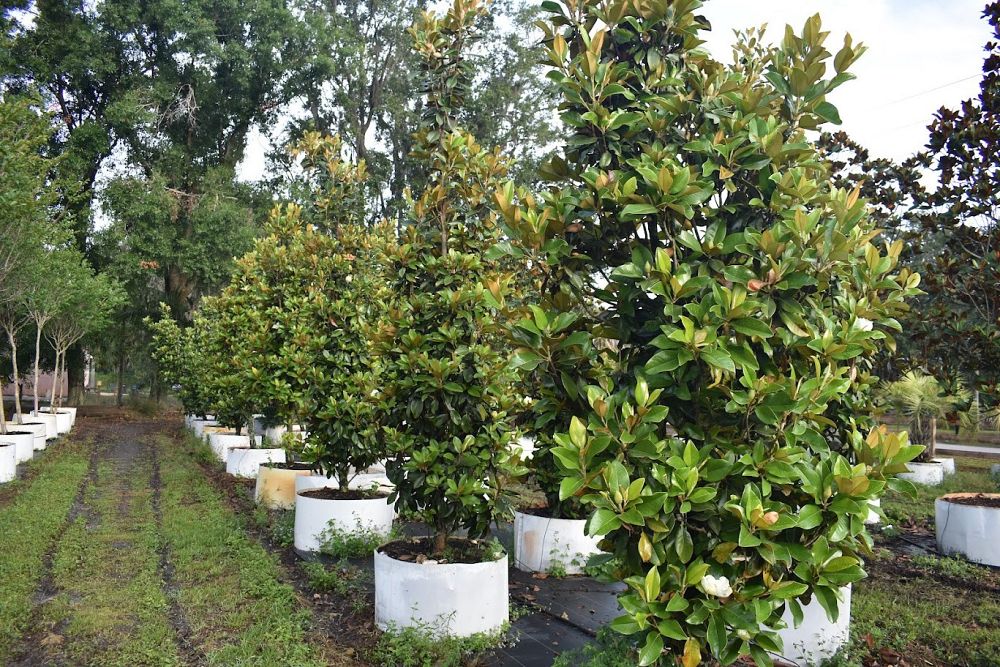magnolia-grandiflora-claudia-wannamaker-southern-magnolia